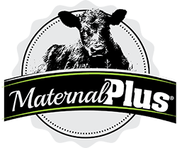 Maternal Plus logo