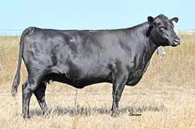 Bradley U021 Cow