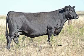 Bradley T152 Cow