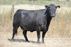 Bradley U021 Cow