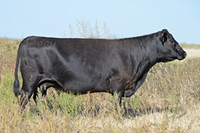Bradley U095 Cow