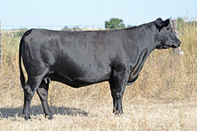 Bradley W084 Cow