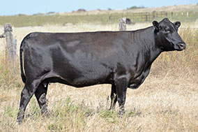 Bradley W278 Cow