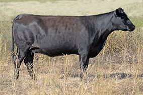 Bradley X132 Cow