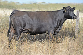 Bradley X146 Cow