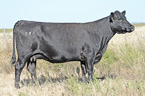 Bradley X188 Cow