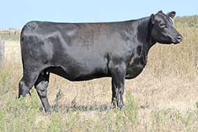 Bradley Y212 Cow