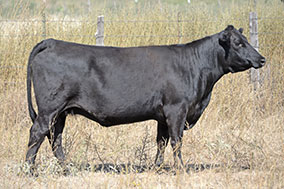 Bradley Y250 Cow