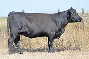 Bradley Y278 Cow