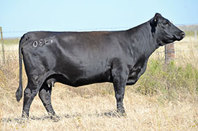 Bradley Y330 Cow