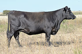 Bradley X202 Cow