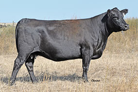 Bradley W082 Cow