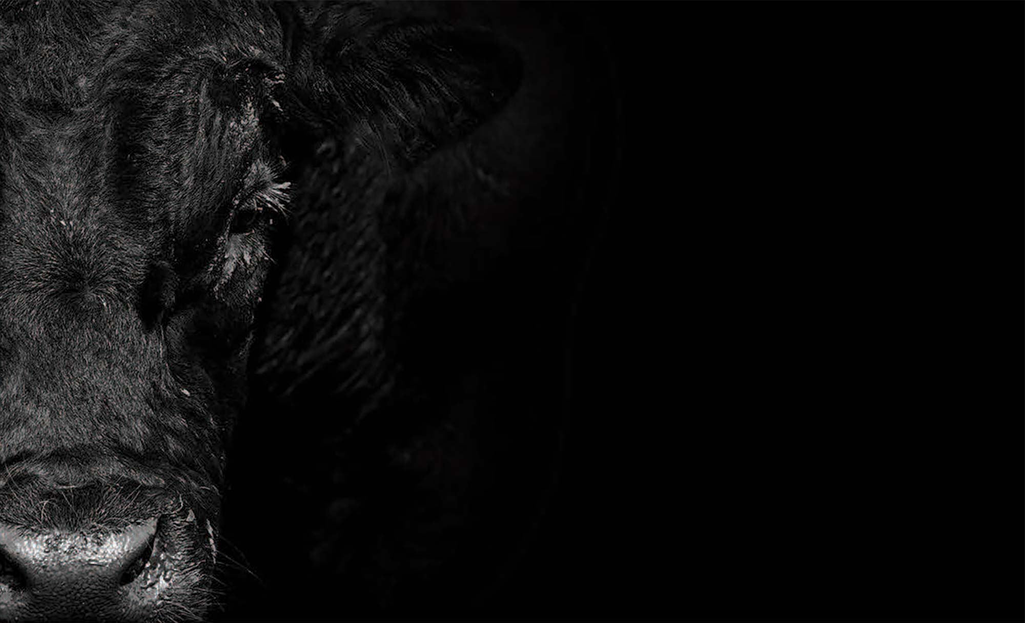 Wide Body Sale background