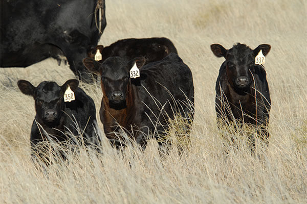 Feeding calf marketing assistance