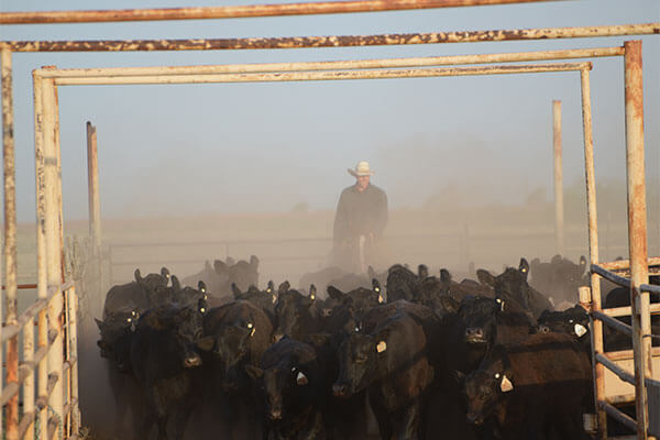 Ranch tour