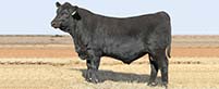 2022 Texas Drovers Bull & Commercial Female Sale