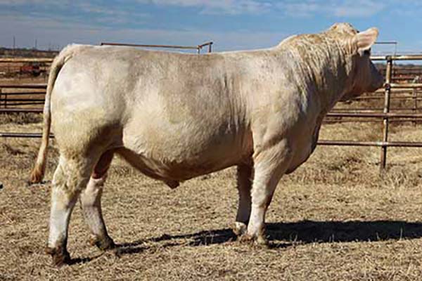 90+ Charolais Bulls